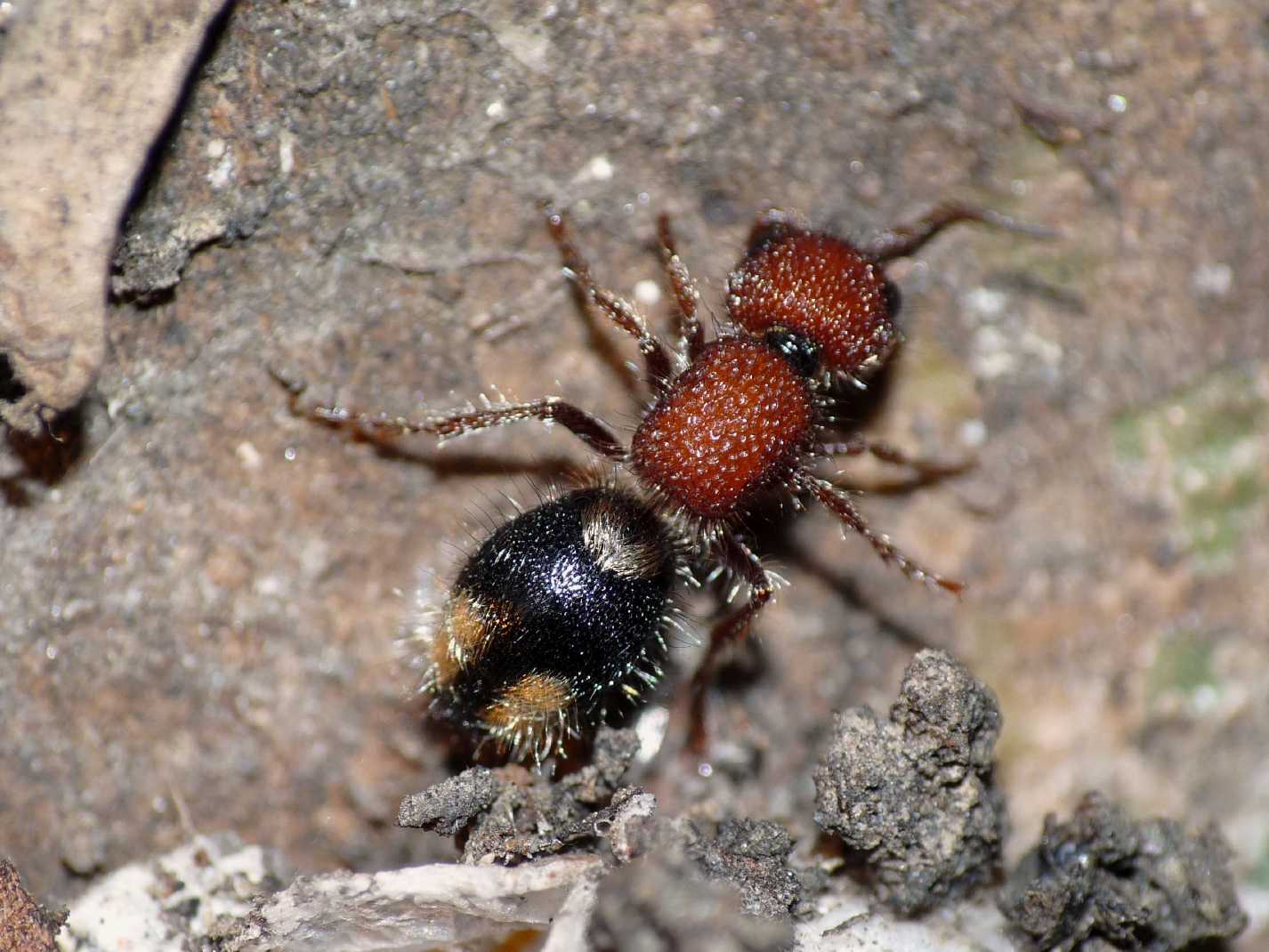 Quale mutilide? Mutilla quinquemaculata spelacchiata